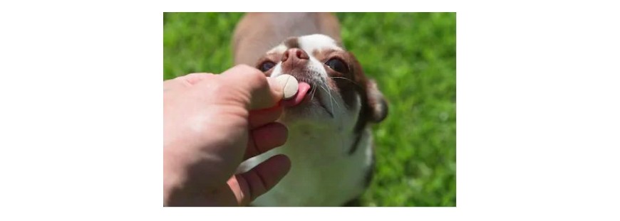 Complementos alimenticios naturales para perros